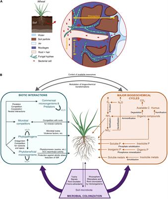 Significance of the Diversification of Wheat Species for the Assembly and Functioning of the Root-Associated Microbiome